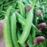 长寿仁豌豆荚中豌9号豌豆荚甜豌豆荚嫩豌豆角中青老豌豆米
