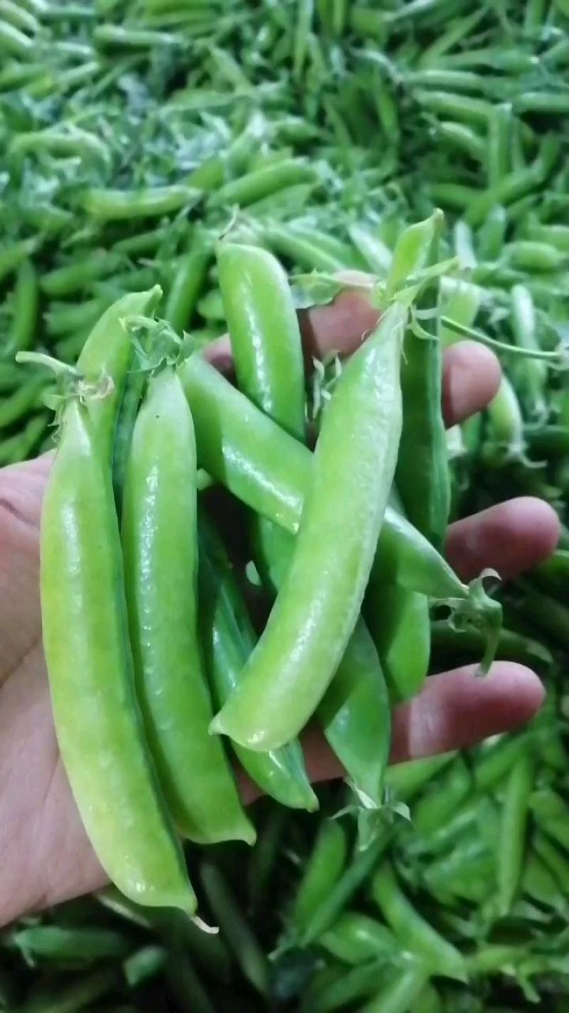长寿仁豌豆荚中豌9号豌豆荚甜豌豆荚嫩豌豆角中青老豌豆米