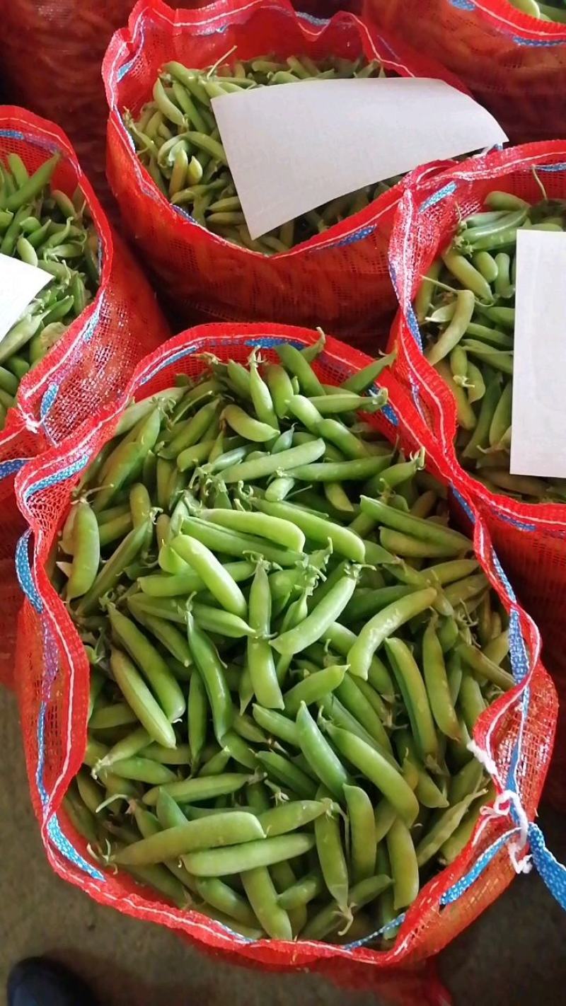 长寿仁豌豆荚中豌9号豌豆荚甜豌豆荚嫩豌豆角中青老豌豆米