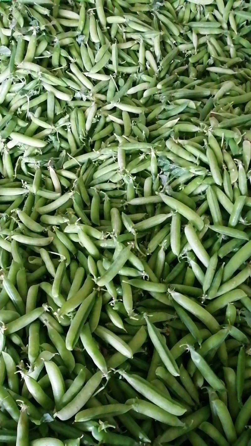 长寿仁豌豆荚中豌9号豌豆荚甜豌豆荚嫩豌豆角中青老豌豆米