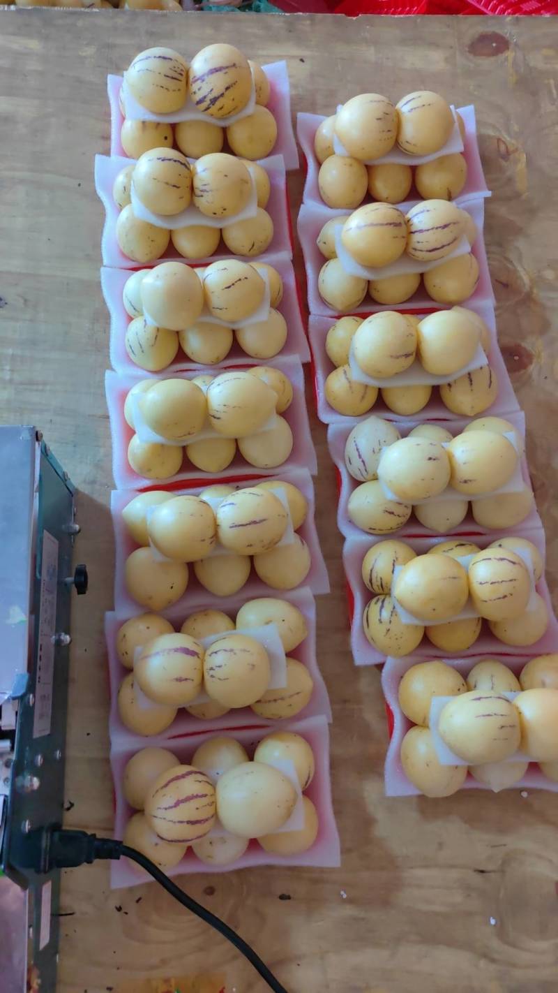 云南人参果十合一八头