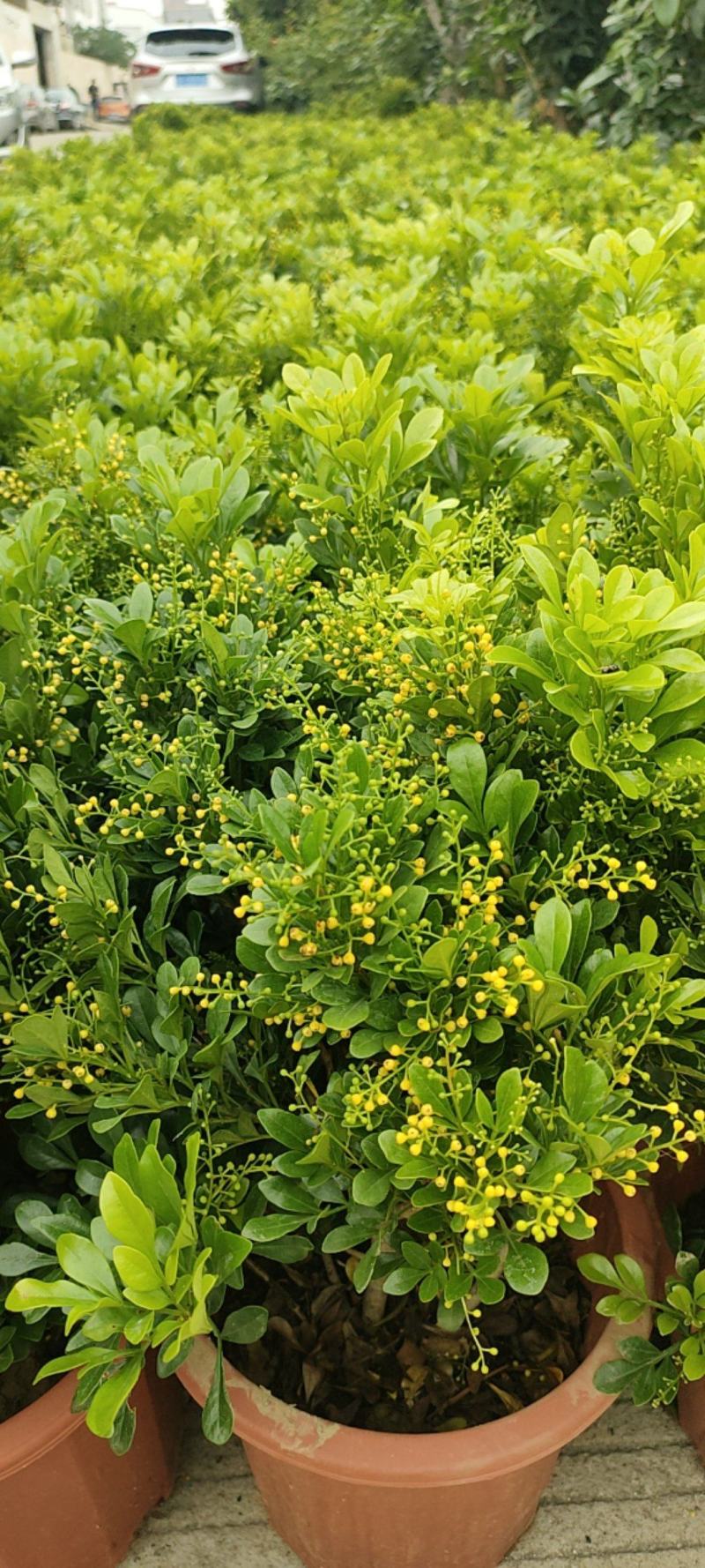 供应各种规格米兰，基地大量现货出售，全年供应