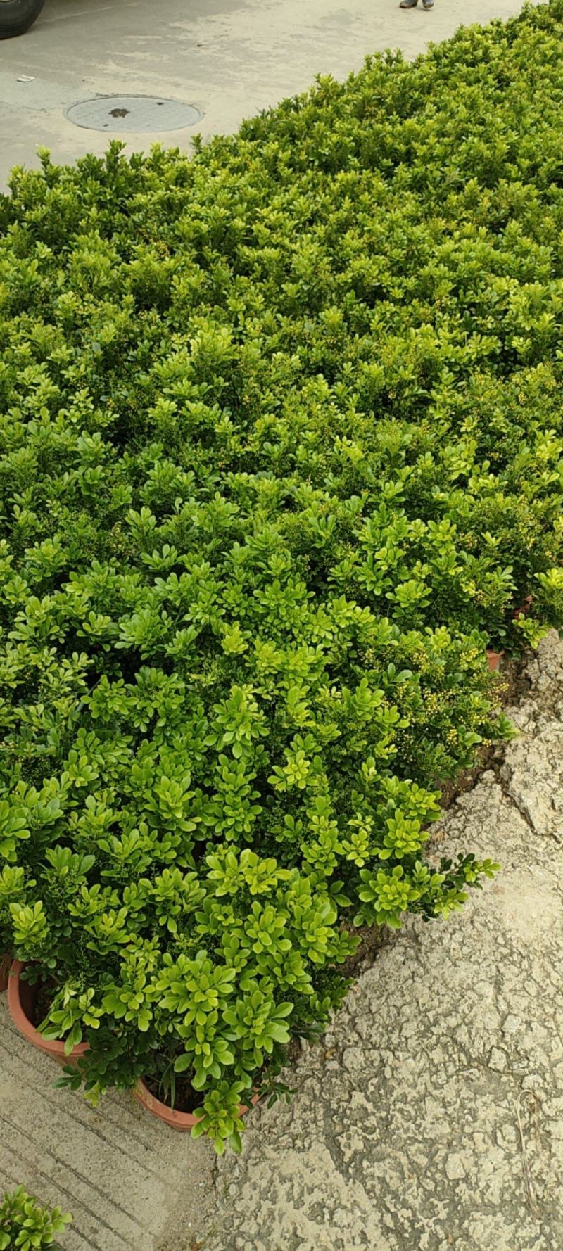 供应各种规格米兰，基地大量现货出售，全年供应