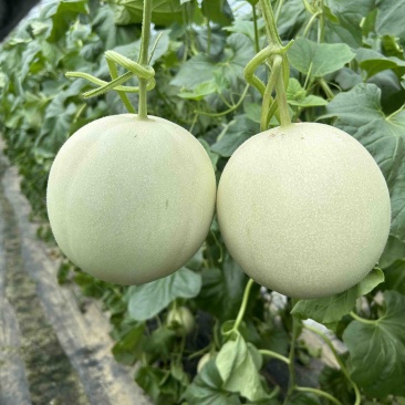 山东头茬玉菇甜瓜一件代发五斤包邮15个糖以上