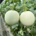 山东头茬玉菇甜瓜一件代发五斤包邮15个糖以上