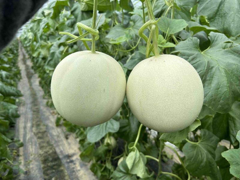 山东头茬玉菇甜瓜一件代发五斤包邮15个糖以上
