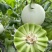 山东头茬玉菇甜瓜一件代发五斤包邮15个糖以上
