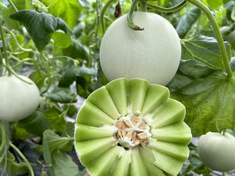 山东头茬玉菇甜瓜一件代发五斤包邮15个糖以上