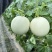 山东头茬玉菇甜瓜一件代发五斤包邮15个糖以上