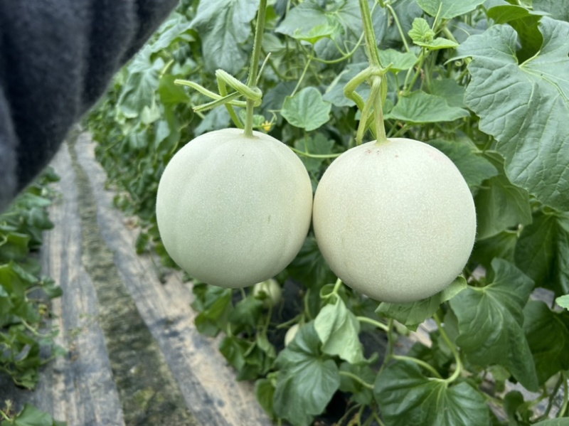 山东头茬玉菇甜瓜一件代发五斤包邮15个糖以上