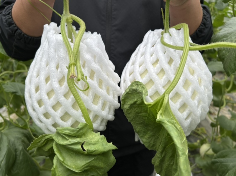 山东头茬玉菇甜瓜一件代发五斤包邮15个糖以上