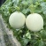 山东头茬玉菇甜瓜一件代发五斤包邮15个糖以上