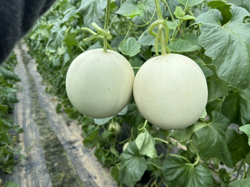 山东头茬玉菇甜瓜一件代发五斤包邮15个糖以上