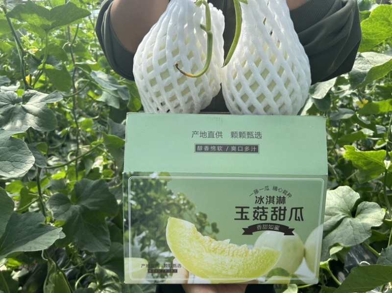 山东头茬玉菇甜瓜一件代发五斤包邮15个糖以上