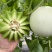 山东头茬玉菇甜瓜一件代发五斤包邮15个糖以上