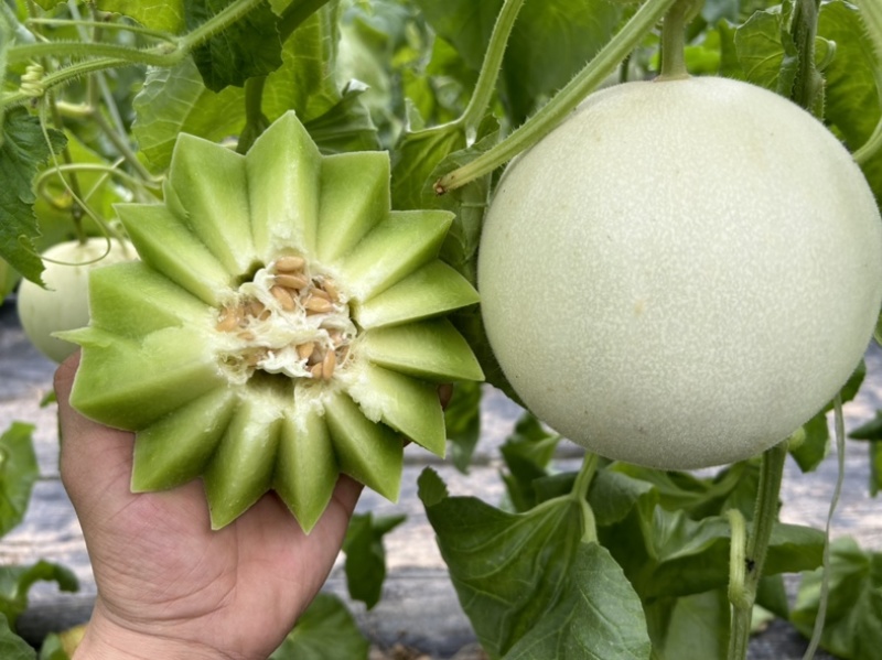 山东头茬玉菇甜瓜一件代发五斤包邮15个糖以上
