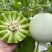 山东头茬玉菇甜瓜一件代发五斤包邮15个糖以上