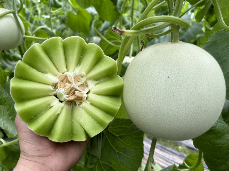 山东头茬玉菇甜瓜一件代发五斤包邮15个糖以上