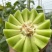 山东头茬玉菇甜瓜一件代发五斤包邮15个糖以上