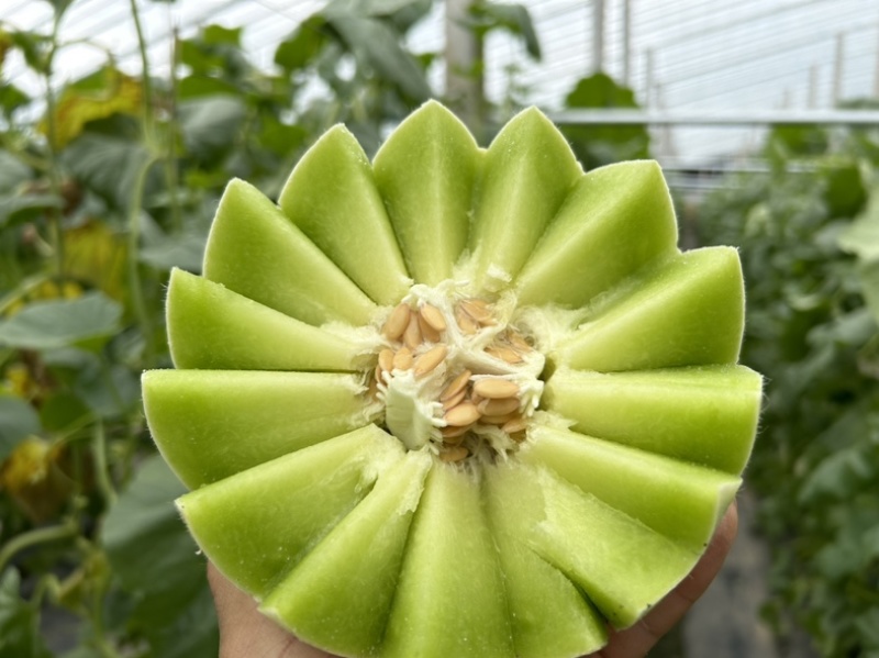 山东头茬玉菇甜瓜一件代发五斤包邮15个糖以上