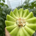 山东头茬玉菇甜瓜一件代发五斤包邮15个糖以上