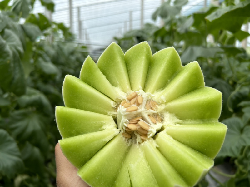 山东头茬玉菇甜瓜一件代发五斤包邮15个糖以上