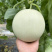 山东头茬玉菇甜瓜一件代发五斤包邮15个糖以上