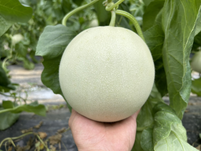 山东头茬玉菇甜瓜一件代发五斤包邮15个糖以上