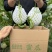 山东头茬玉菇甜瓜一件代发五斤包邮15个糖以上