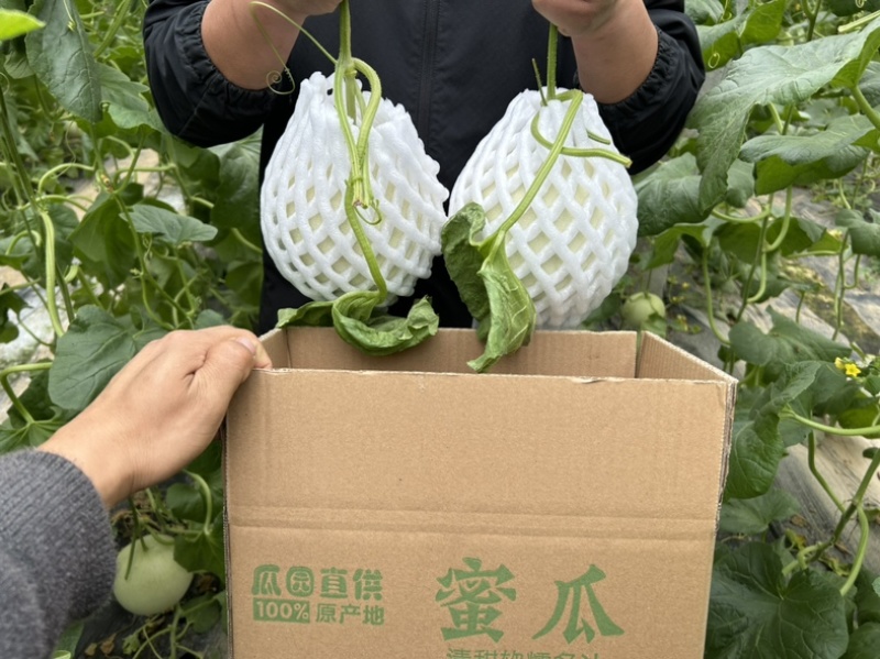 山东头茬玉菇甜瓜一件代发五斤包邮15个糖以上