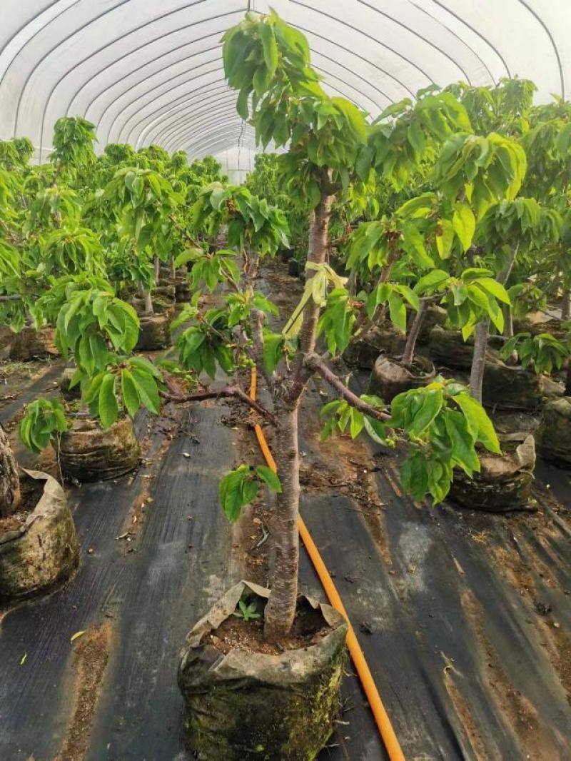 【带土带叶】巴西樱桃树苗车厘子大樱桃苗南北方种植庭院地栽