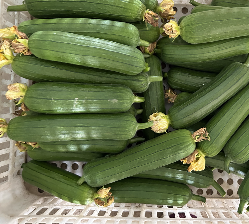 精品短油皮