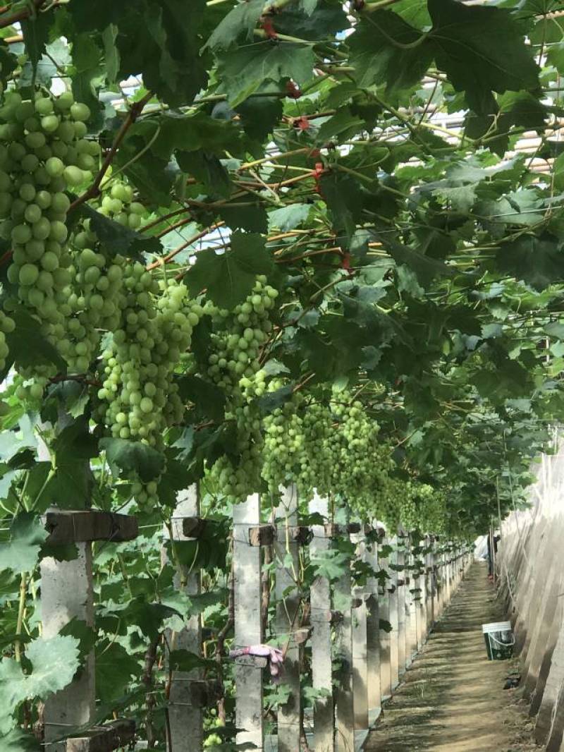 葡萄，青提，河北深州维多利亚葡萄大量上市