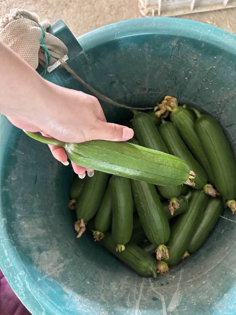 精品短油皮