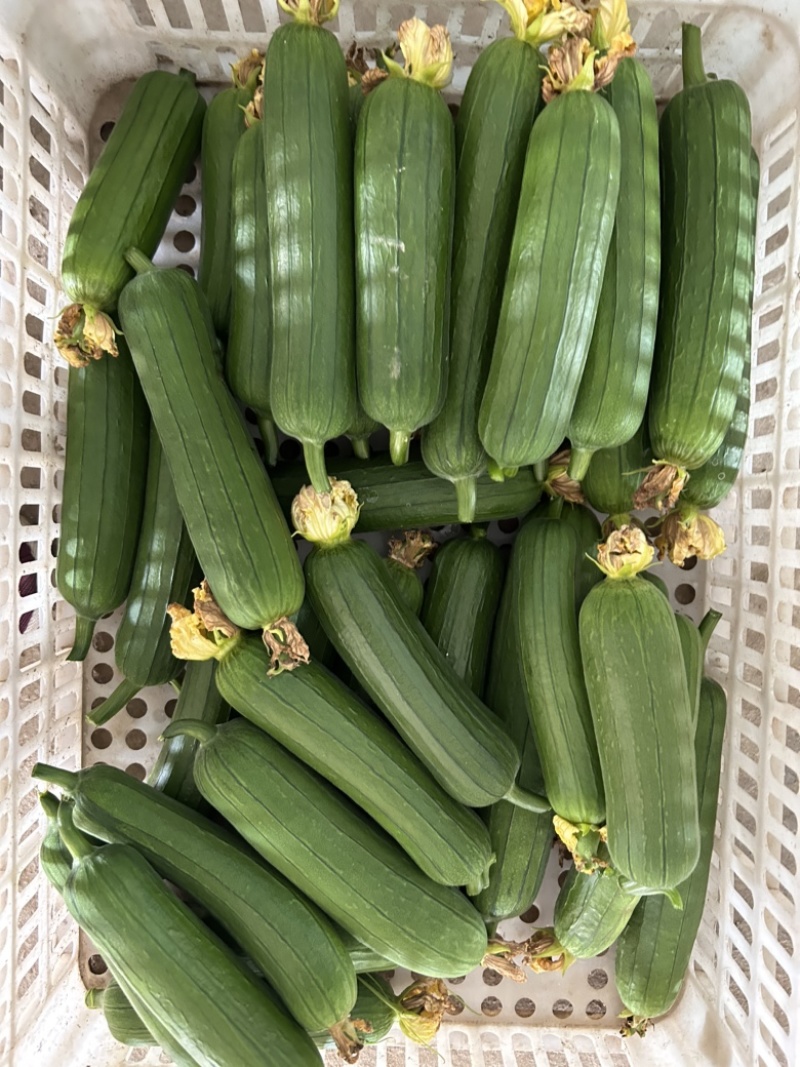 精品短油皮