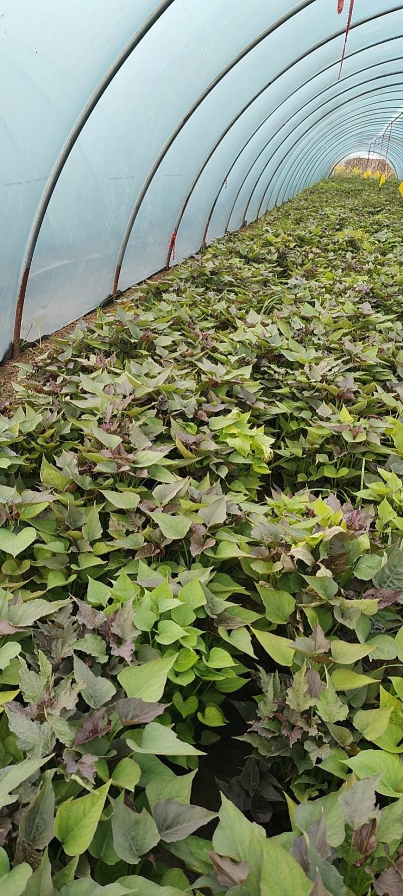 西瓜红大田苗剪苗河南西瓜红种苗普薯32苗蜜薯苗全国