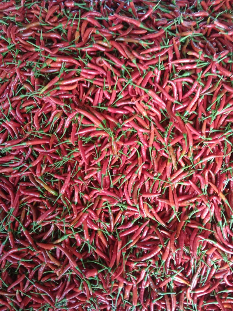 返花新苗小米椒大量出货