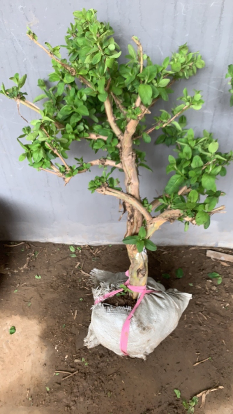 金银花树