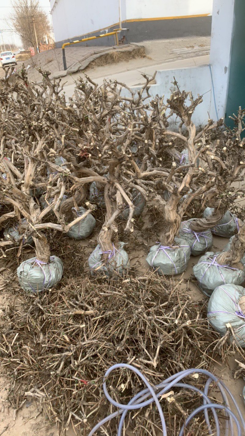 金银花树