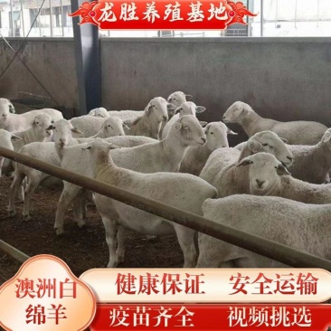 澳洲白羊