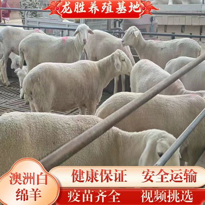 澳洲白羊