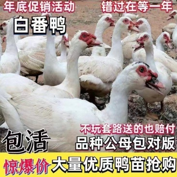 白番鹅