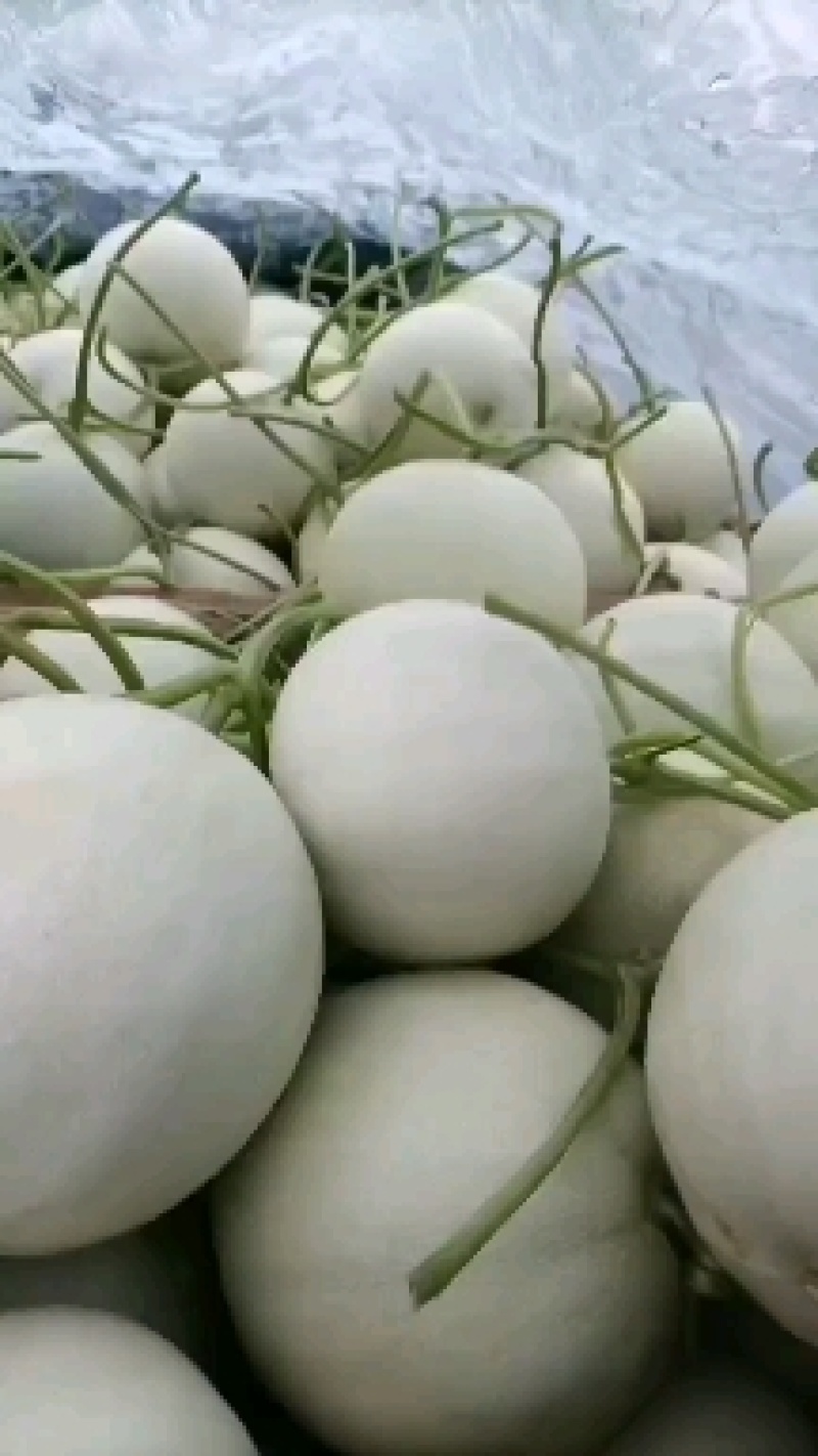 优质密露甜瓜大量上市。质量好，价格低，货源充足，含糖量高