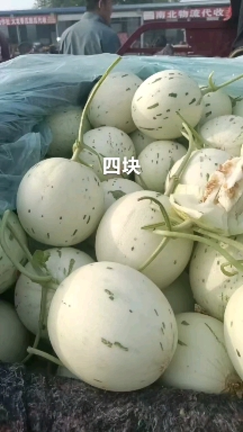 优质密露甜瓜大量上市。质量好，价格低，货源充足，含糖量高
