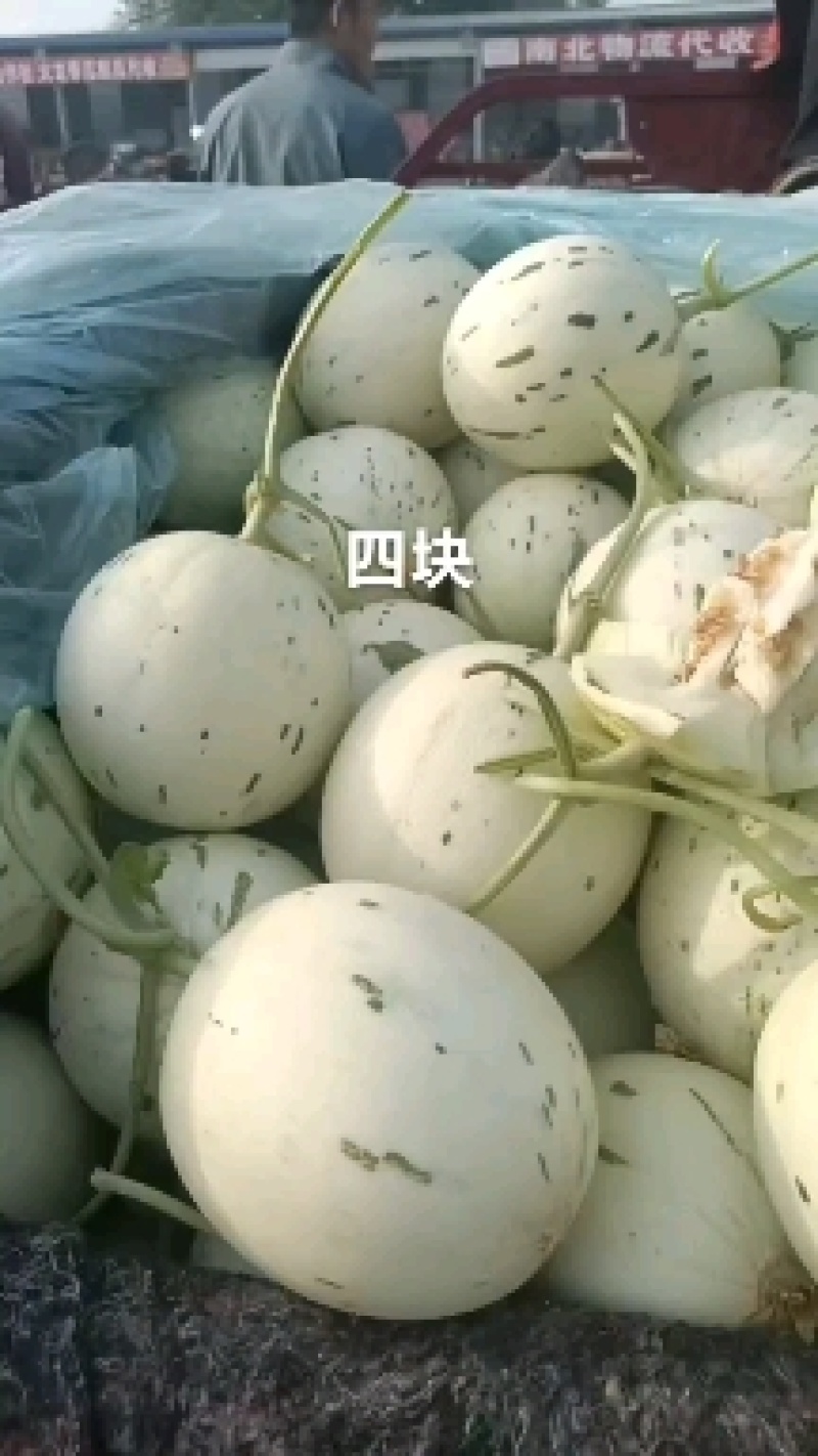 优质密露甜瓜大量上市。质量好，价格低，货源充足，含糖量高