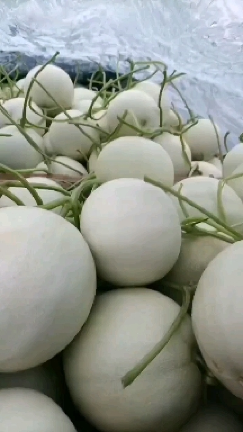 优质密露甜瓜大量上市。质量好，价格低，货源充足，含糖量高