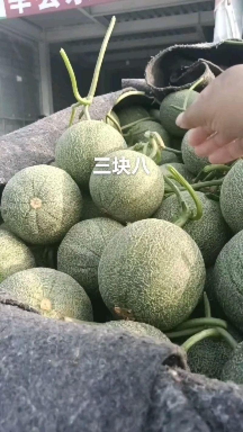 优质密露甜瓜大量上市。质量好，价格低，货源充足，含糖量高