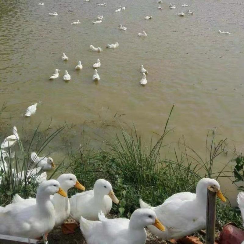 白番鹅