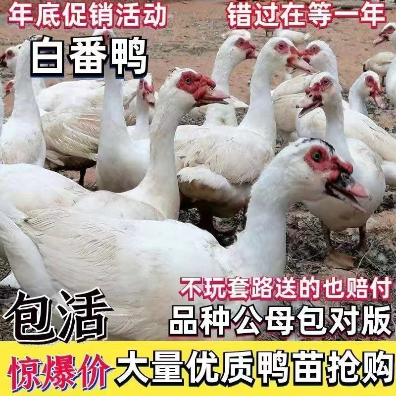 白番鹅