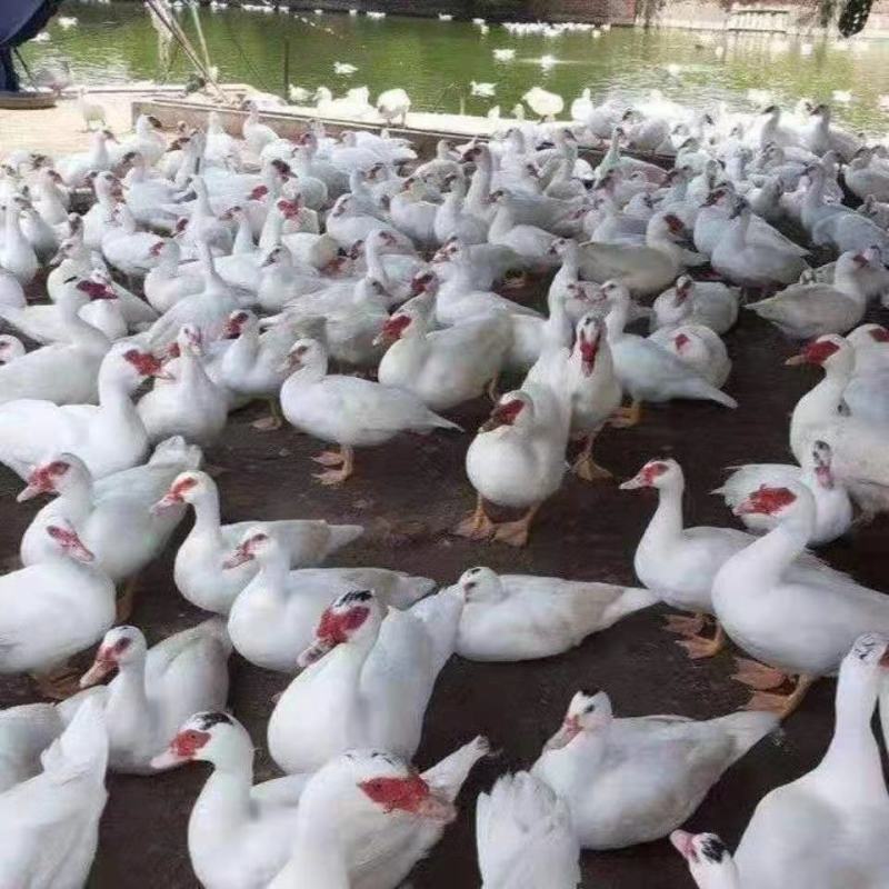 白番鹅